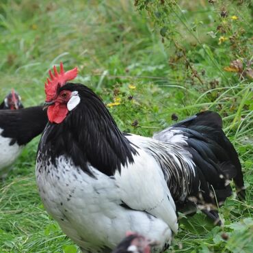 Toyuqlar: Məhsul: Qara-bəstəbaş (Avstralorp tipli) rəngdə kənd toyuqları və — 3