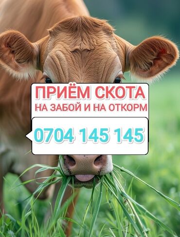 продам бычка: Куплю | Коровы, быки, Лошади, кони, Другие с/х животные | Круглосуточно, Любое состояние, Забитый