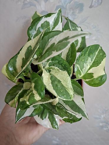 Сингониумы: Коллекция комнатных растений — подборка декоративно-лиственных — 21