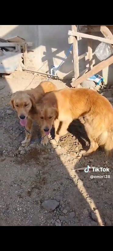 İtlər: Retriever, Erkək, Cütləşmə üçün, Ünvandan götürmə, Ödənişli çatdırılma — 2