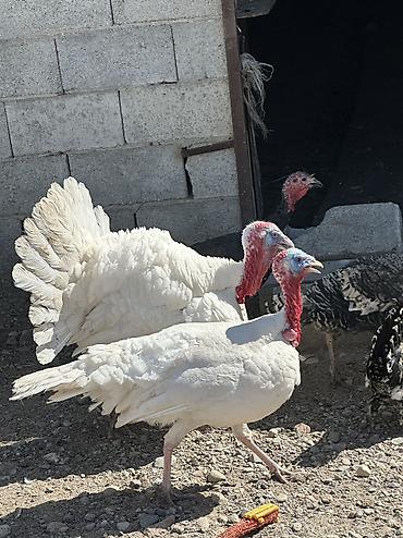 Птицы: Самки и самцы — 3