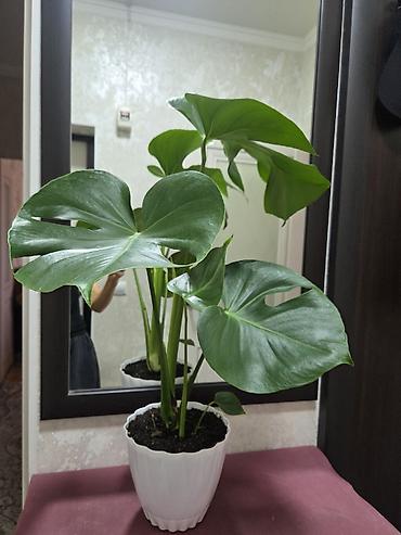 Монстеры: Монстера делициоза (Monstera deliciosa) в горшке - Эффектное — 1
