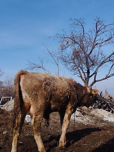 Коровы, быки: Продаю | Бык (самец) | Швицкая, Полукровка | Для разведения | Осеменитель — 2