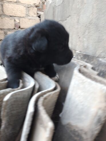 İtlər: Zvanok balaları - Rənglər: şokolad qəhvəyi, açıq qəhvəyi və qara - — 10