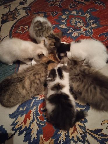 котят ош: ОТДАМ КОТЯТ И КОШЕК,здоровые, ЧИСТЫЕ,помогите пожалуйста кто не может — 6