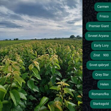 Şitillər: Məhsul: Gül kolları (qızılgül) Təsvir: - Şəkillərdə müxtəlif rəng və — 10