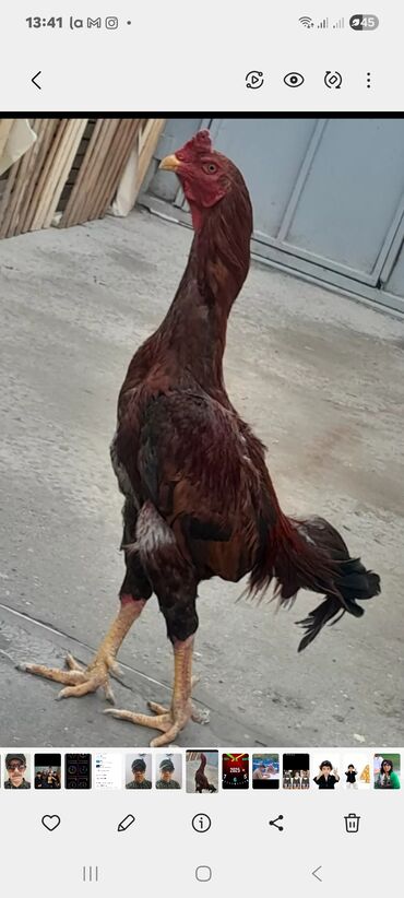 Mal-qara: Xoruz, Heyratı, il: 1, Ünvandan götürmə