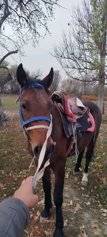 в какой приют можно отдать собаку: Продаю | Жеребец | Рабочий