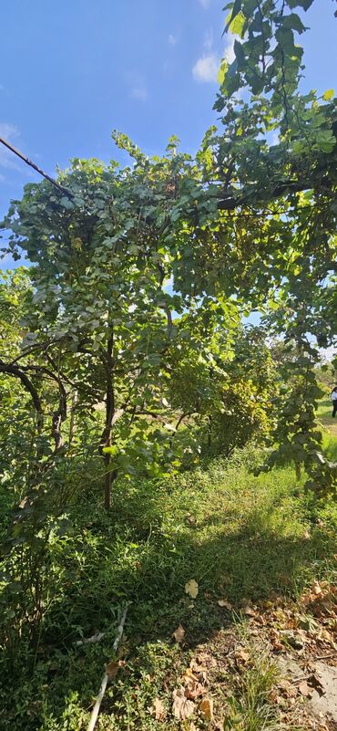 Torpaq sahələrinin satışı: 48 sot, Kənd təsərrüfatı, Kupça (Çıxarış) — 24