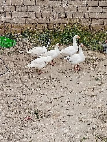 qaz linda: 2 ayli linda qazlar di qiymet 30 manat tam saglamdi - Növ: ev qazı — 1
