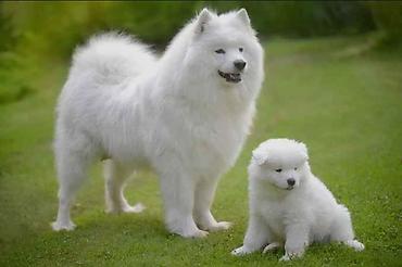 İtlər: Samoyed — 11