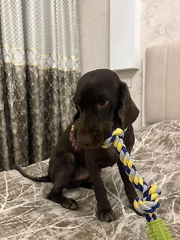 Başqa xidmətlər: Cocker spaniel Cütləşməyə dişi axtarırıq Unvan binə qəsəbəsi. Alex — 10