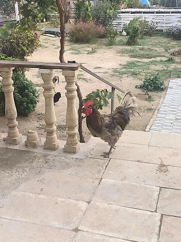 toy pudil: Məhsul: Ev təsərrüfatı üçün xoruzlar Təsvir: - Şəkillərdəki xoruzlar — 4