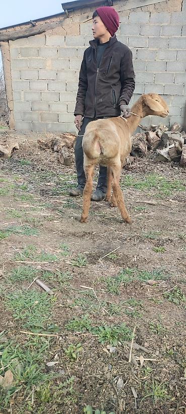 Баран, овца: Продаю | Овца (самка) | Арашан | Для разведения | Матка — 8