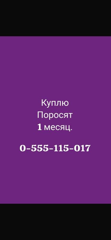 Куплю с/х животных: Куплю | Свиньи
