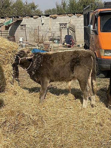 услуги для животных: Продаю | Бык (самец), Музоо, торпок | На откорм — 10