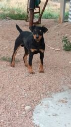 йоркширский терьер купить: Ягдтерьер, 11 месяцев, Самец, С прививкой