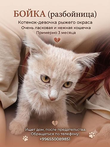 взять котика в добрые руки: Ищет добрые руки‼️Взяла временно на передержку, у нас 5 кошек и они не — 1