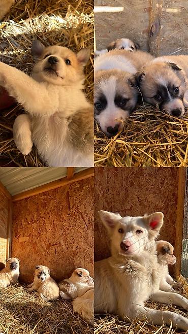 Отдам даром собаку: ПРИЮТ У НАС Собачки на любой вкус это приют все собачки привитые — 20