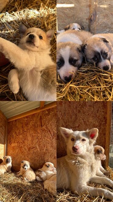 Отдам даром собаку: ПРИЮТ СОБАЧЕК большой выбор много красивых щенков и умных собак. ВСЕ — 1