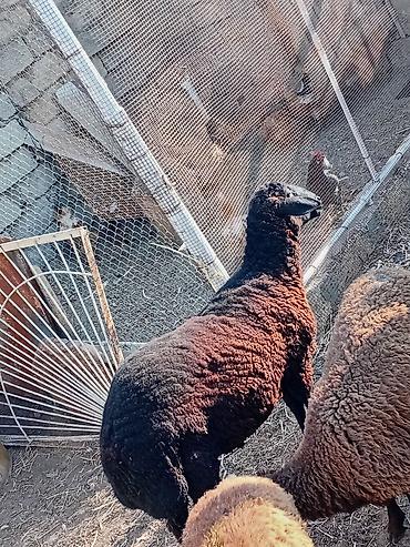qara avstraloq: Salam 11 ayliq erkek quzu satilir isteyen aşağıdakı nömreyle elaqə — 1