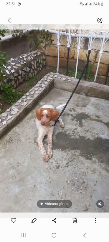 koker spaniel satilir: Koker spaniyel, 7 ay, Dişi, Peyvəndli, Ünvandan götürmə