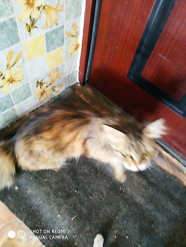 Котята домашние, от красивой длинношерстной кошки-черепахи. На фото —