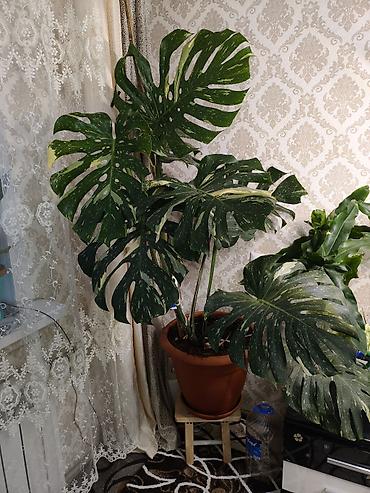 фикус бенджамена: Монстера вариегатная (Monstera deliciosa variegata, форма — 1