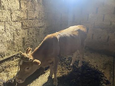 сколько стоит дворняжка: Продаю | Тёлка | Полукровка | На откорм | Привязанные — 1