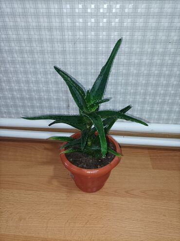 Комнатные растения: Aloe vera