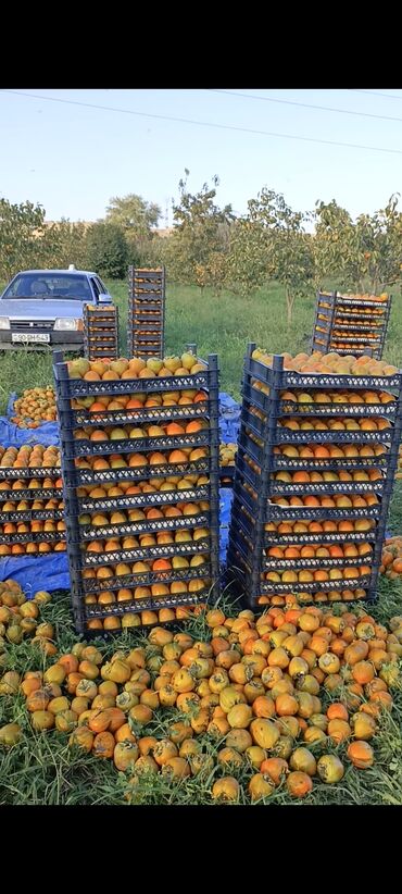 Torpaq sahələrinin satışı: 243 sot, Kənd təsərrüfatı, Mülkiyyətçi, Kupça (Çıxarış) — 8