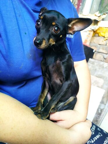 купить йоркширского терьера мини: Miniature Pinscher, 2 жаш, Эркек