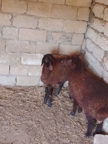 ucuz quzu: Quzu, Erkək, Qala, ay: 5, Damazlıq, Ətlik
