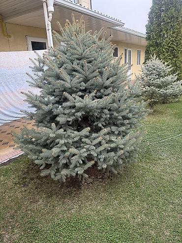Ель: Продаю Ели голубые от 2-4 метров, колоновидные туи 4 метровые: густые — 46