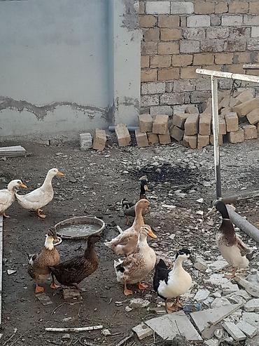 bocek satışı: Satış: ördəklər (qarışıq rəng və cinslər) Məhsul təsviri: - — 3