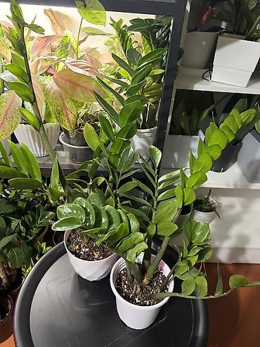 Замиокулькас (ZZ plant) в горшках разных размеров. -