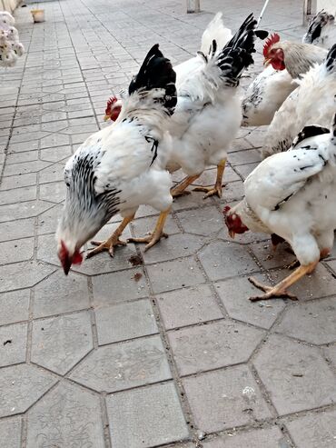 Xoruzlar: 10 ədəddir tam sağlam həyət heyvanlarıdi 8 ayligdilar diri çəkisi 2 — 4