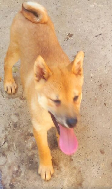 Psi: Stenci su starosti 2,3 i 4,5 meseca. Imamo 16 stenadi u ponudi, sa — 7