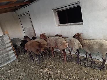 Qoyunlar, qoçlar: Dişi, Qala, il: 1, 50 kq, Damazlıq, Ünvandan götürmə — 16
