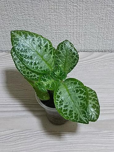 Другие комнатные растения: Эписции 10 сортов. Крупные детки, некоторые с бутонами. Цветут — 5