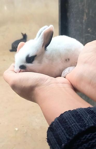 Dovşanlar: Salam. dovsan balalari tek ve top satilir — 15