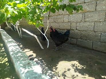 qara toyuq sortu: Toyuq, Australorp, Yumurtalıq, Ünvandan götürmə — 2