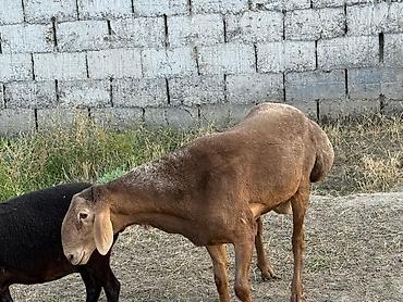 Баран, овца: Продаю | Баран (самец) | Гиссарская, Арашан, Полукровка | Для разведения | Осеменитель, Племенные — 13