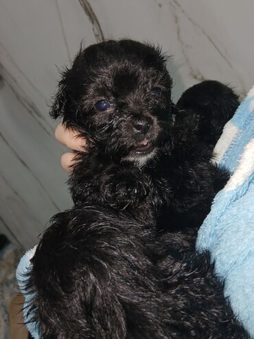 İtlər: 2 ay, Dişi, Peyvəndli, Pulsuz çatdırılma — 5