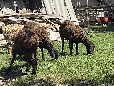 Баран, овца: Продаю | Баран (самец) at lalafo.kg — 16 Баран, овца: Продаю | Баран (самец) — 16