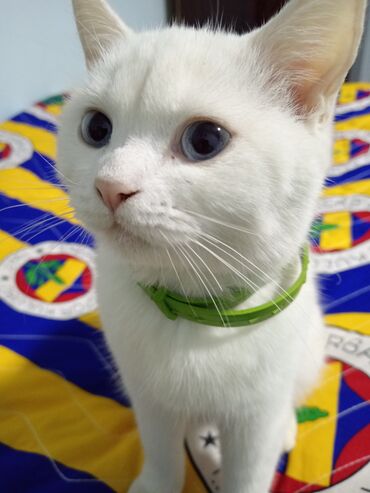 Pişiklər: Dişi, Yaxşı əllərə, Ünvandan götürmə — 1