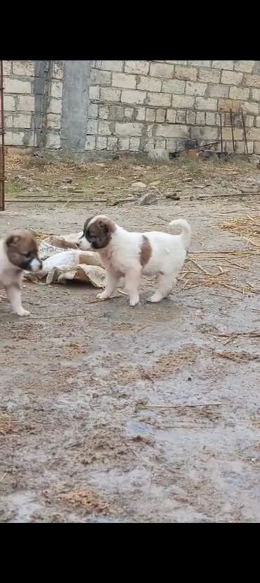 İtlər: Qurdbasar, 1 ay, Dişi, Peyvəndli, Ünvandan götürmə