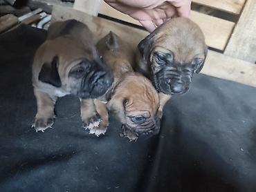 maltezer slike: ŠTENCI ZA ONE KOJI VOLE VELIKE PSE SA KARAKTEROM Otac — Rhodesian — 2