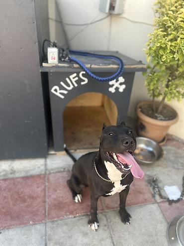 cütləş: Pitbul, 2 il, Erkək, Cütləşmə üçün, Ünvandan götürmə — 2