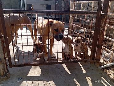 İtlər: Pitbul — 11